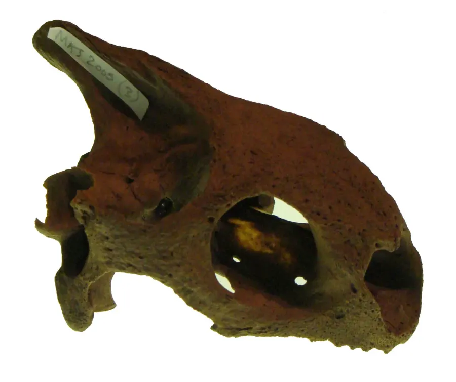 The Cylindraspis card