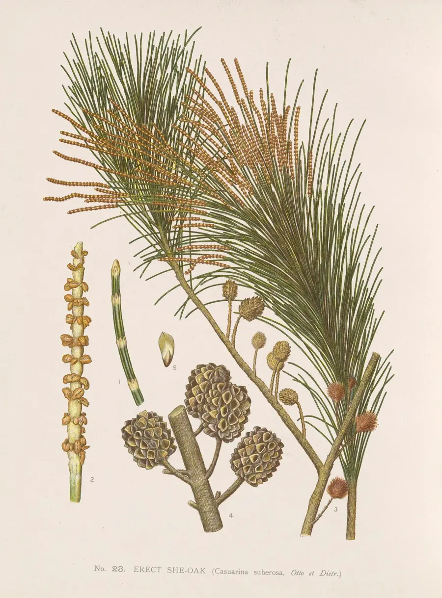 The Allocasuarina card