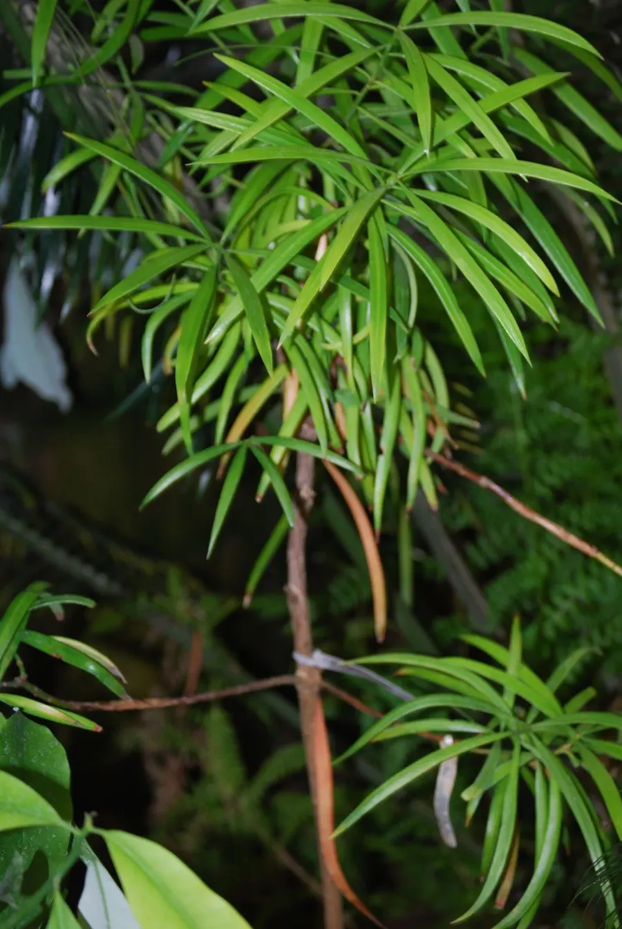 La carte Austrotaxus spicata