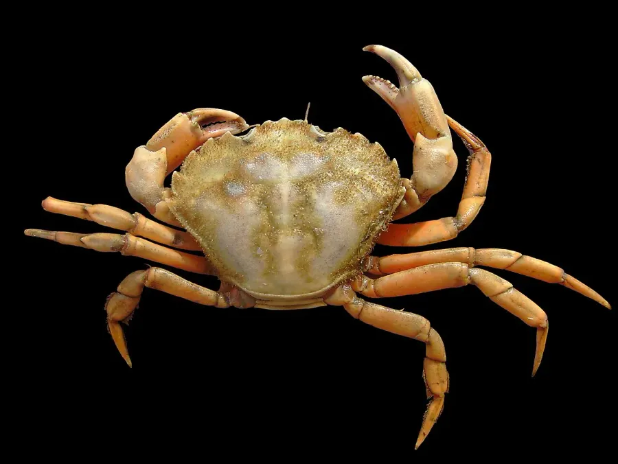 La carte Carcinus