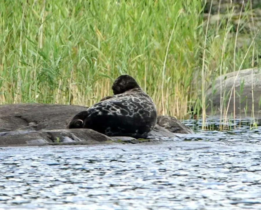 La carte Phoque marbré du lac Saimaa