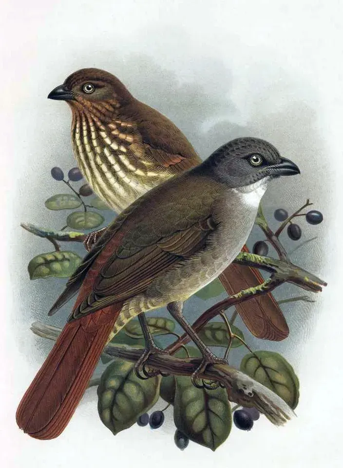 The Piopio card
