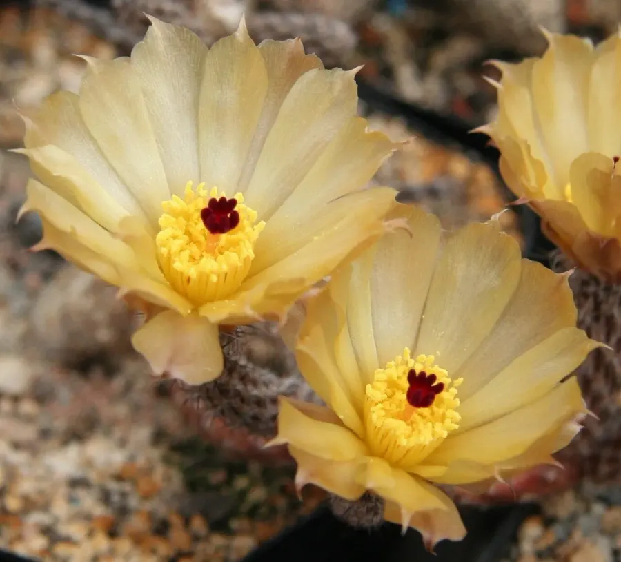 La carte Pterocactus