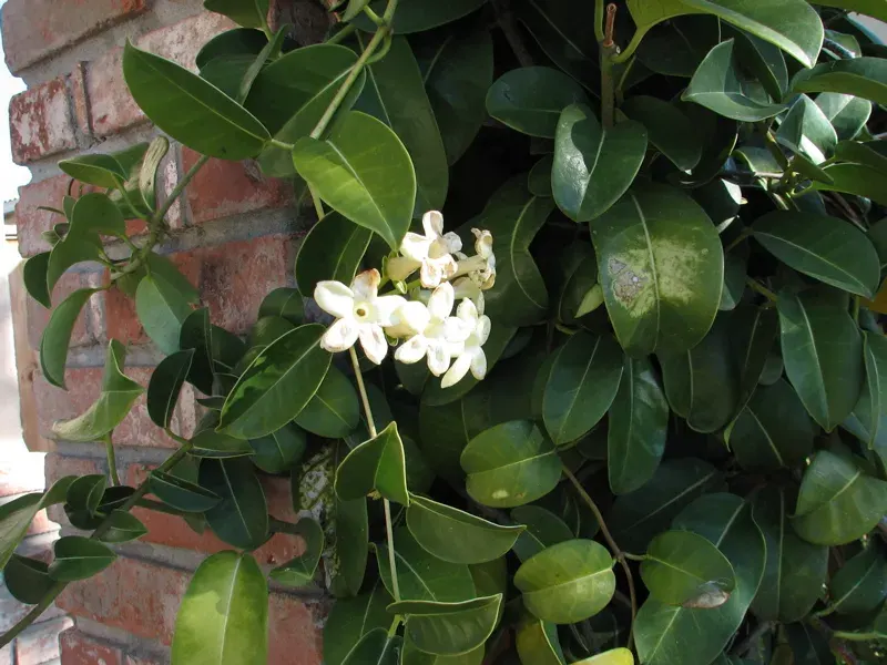 La carte Stephanotis