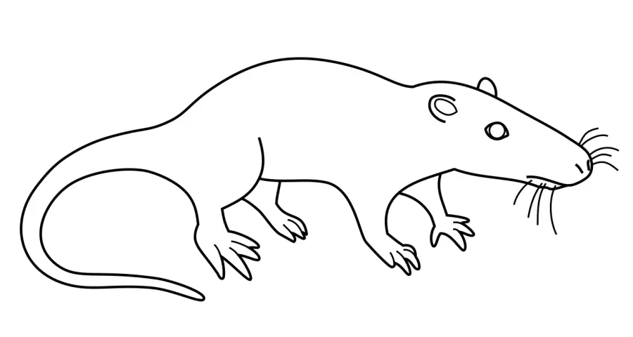 The Sinoconodon card