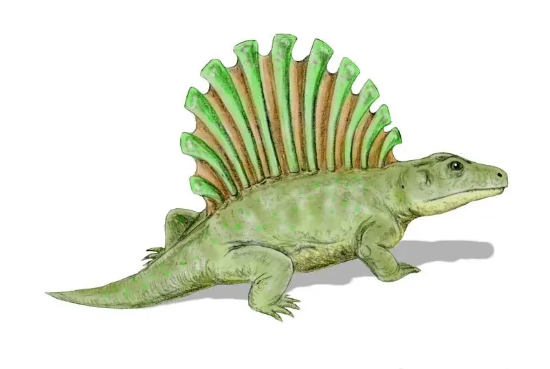 La carte Platyhystrix