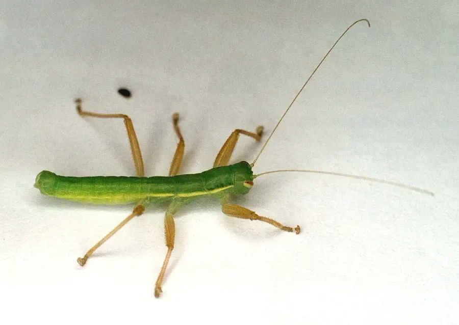 La carte Mantophasmatidae