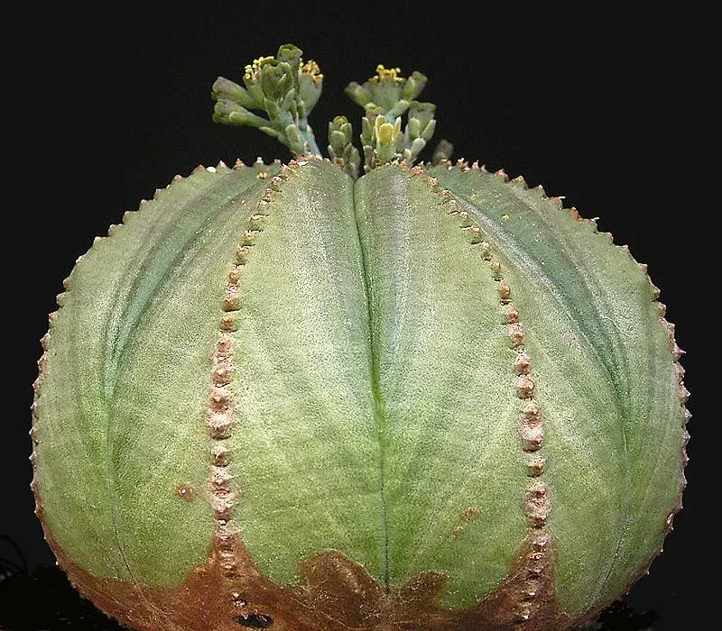 La carte Euphorbia obesa