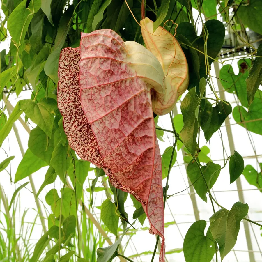 The Aristolochia grandiflora card