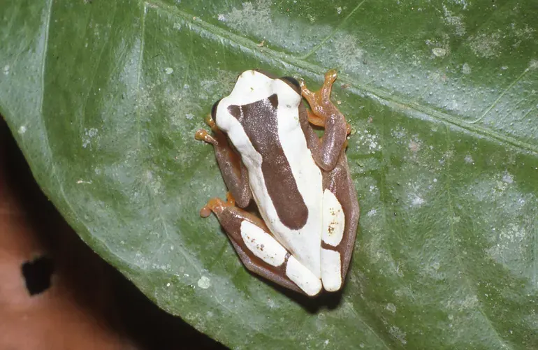La carte Dendropsophus leucophyllatus