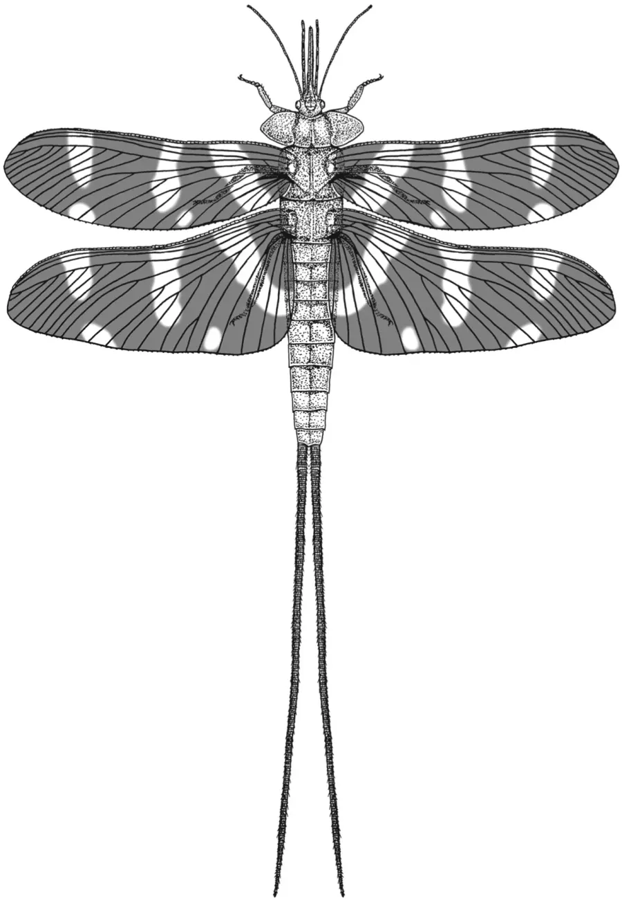 La carte Palaeodictyoptera