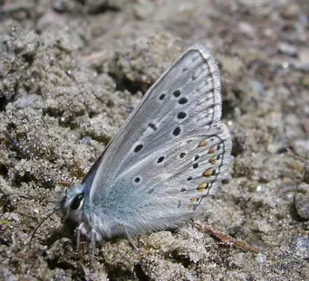 The Polyommatus eros card