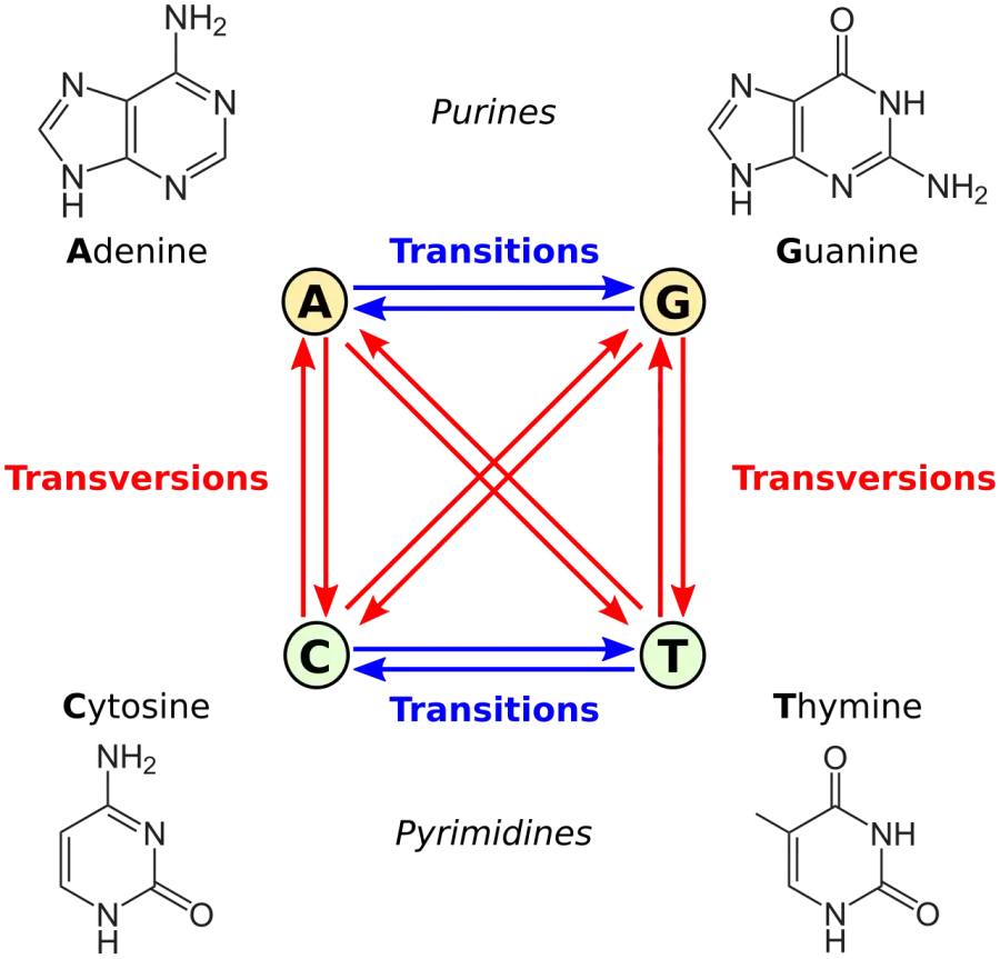 La carte Transversion