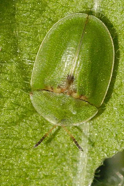 La carte Cassida rubiginosa