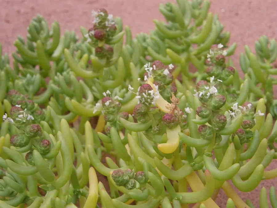 La carte Halophytaceae