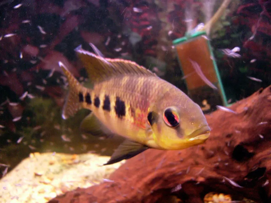 The Spotted tilapia card