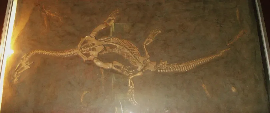The Ceresiosaurus card