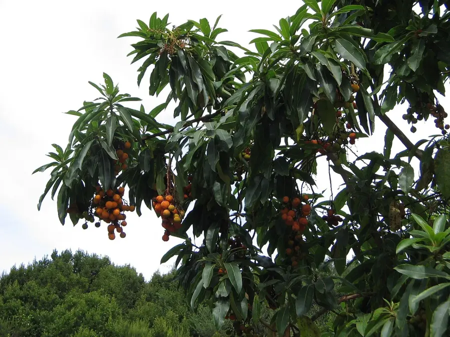 La carte Arbutus canariensis
