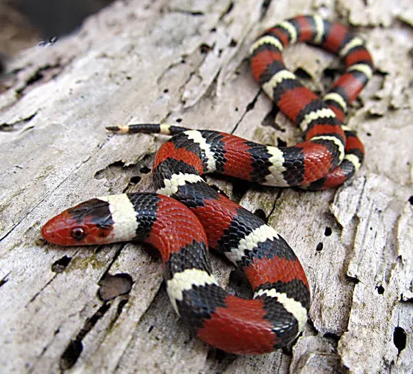 La carte Lampropeltis