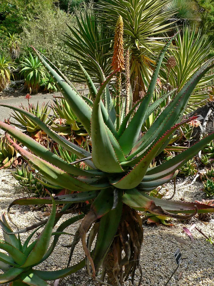 The Aloe africana card