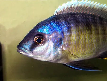 La carte Otopharynx