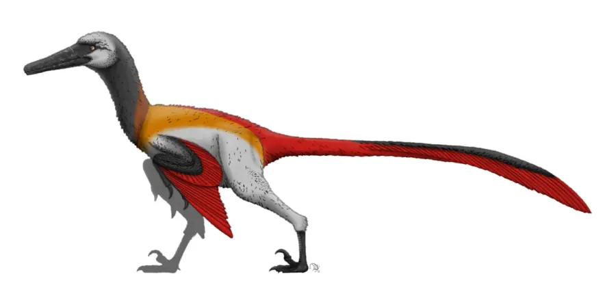 The Neuquenraptor card
