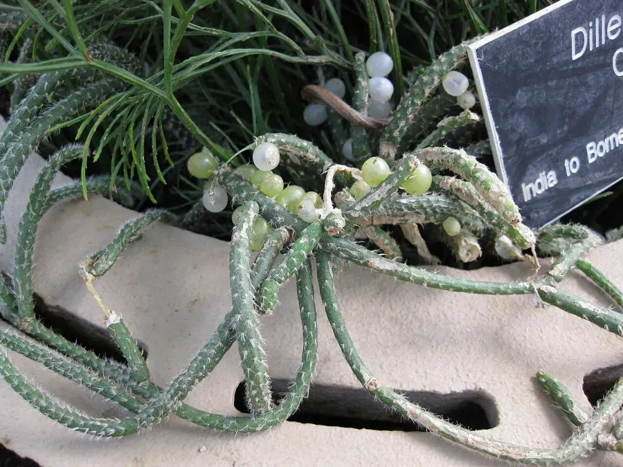The Rhipsalis baccifera card