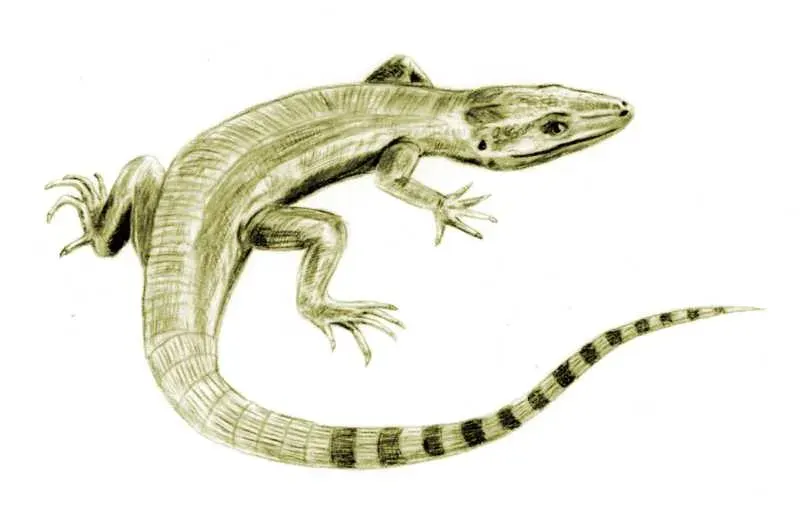 The Ophiacodontidae card