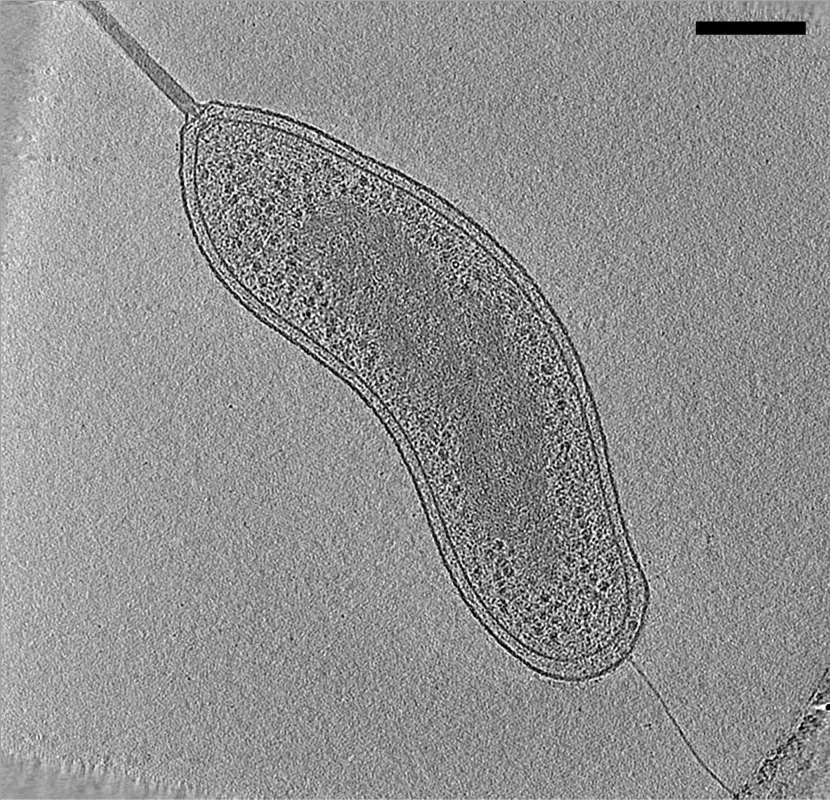 The Bdellovibrio card