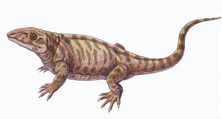 The Varanopidae card