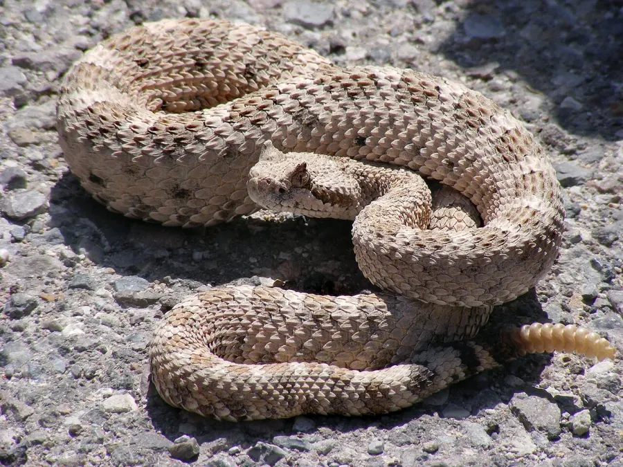 La carte Crotalus cerastes