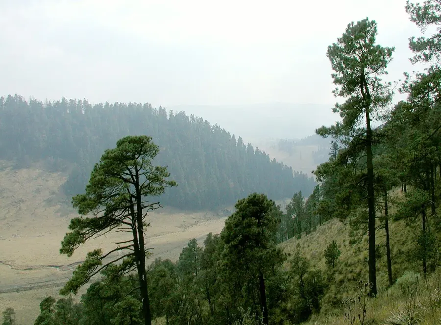 La carte Pinus hartwegii