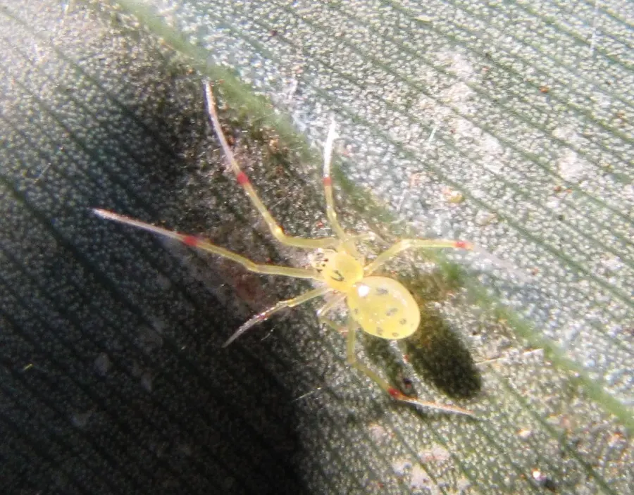 La carte Theridion grallator