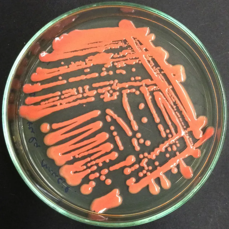 La carte Cystobasidiomycetes