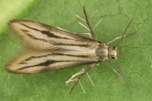 La carte Schreckensteiniidae