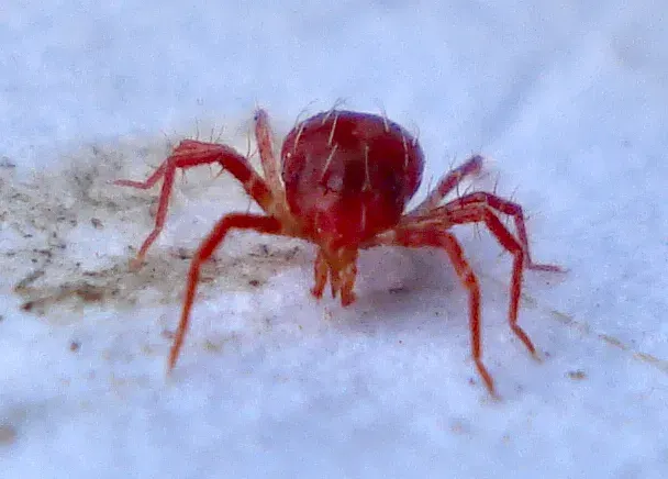 La carte Phytoseiidae