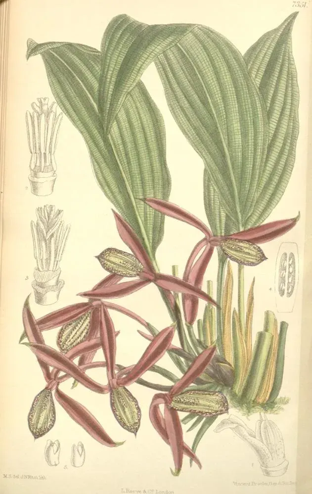 La carte Lowiaceae