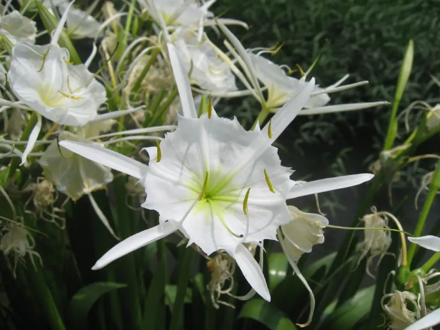 La carte Hymenocallis