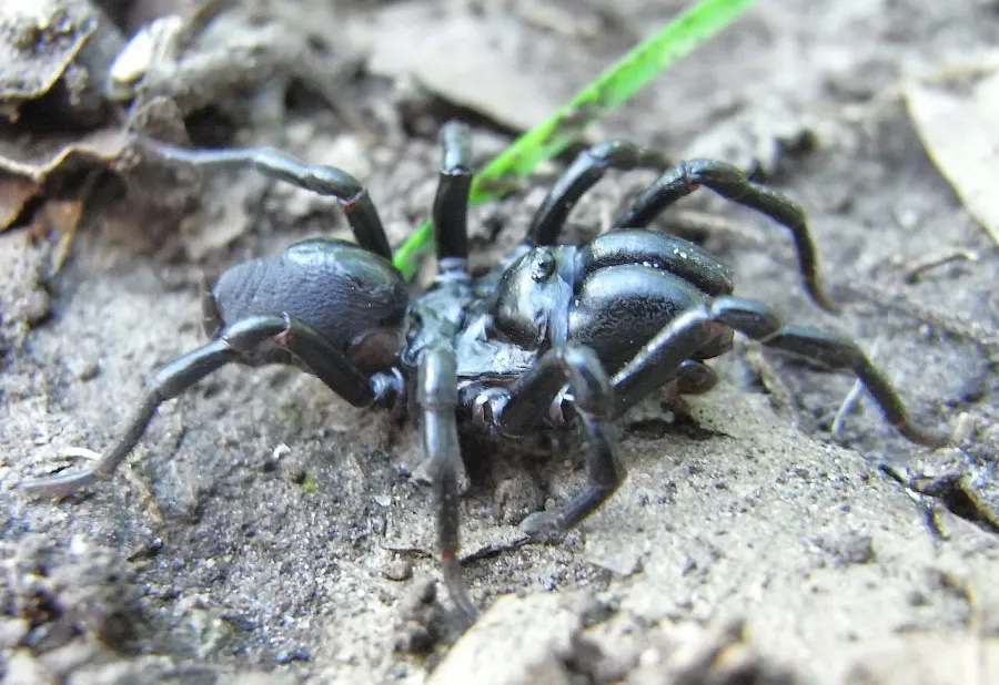 La carte Atypus piceus