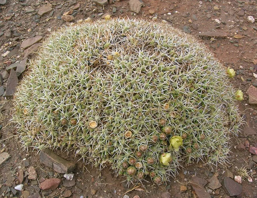 La carte Maihueniopsis
