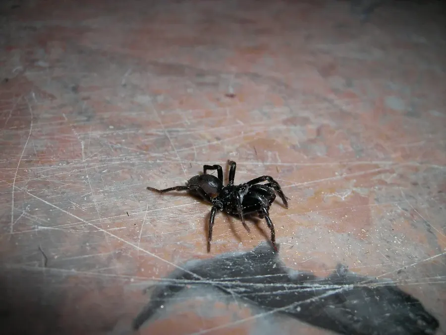 La carte Atypus affinis