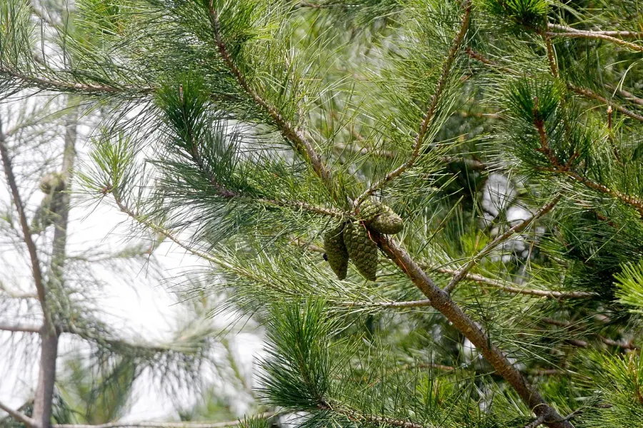 The Pinus greggii card