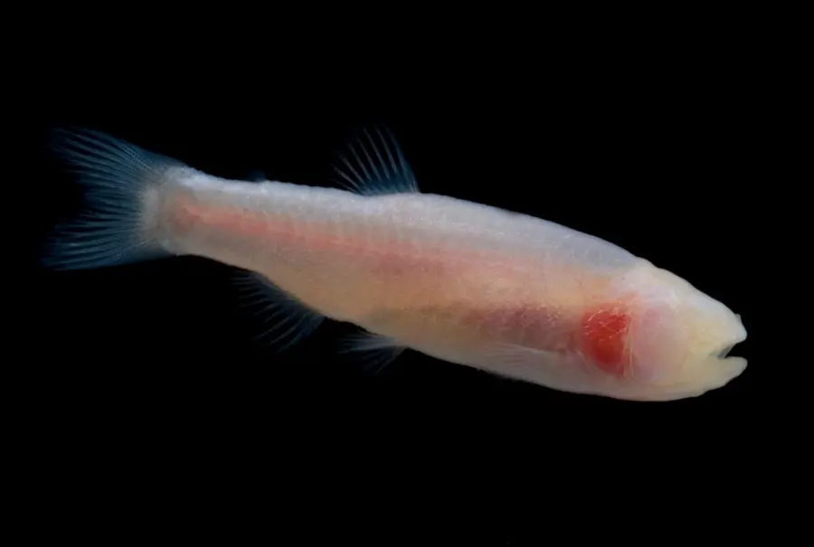 La carte Stygichthys typhlops