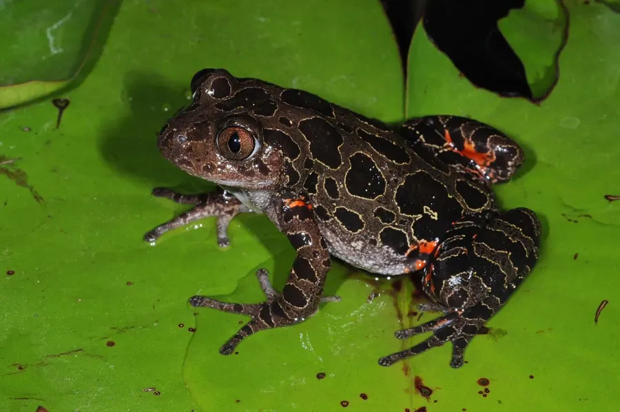 La carte Phlyctimantis maculatus