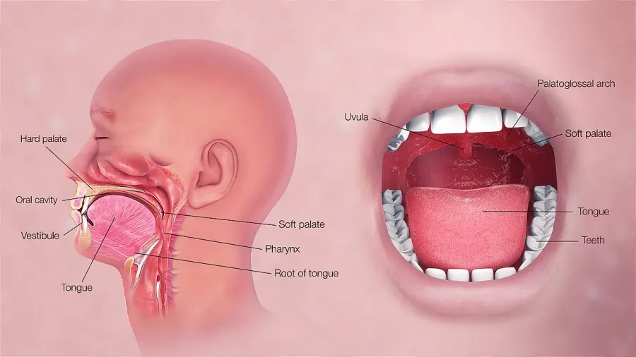 The Human mouth card