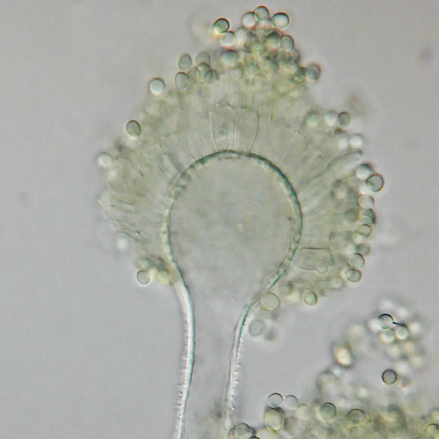 The Aspergillus flavus card