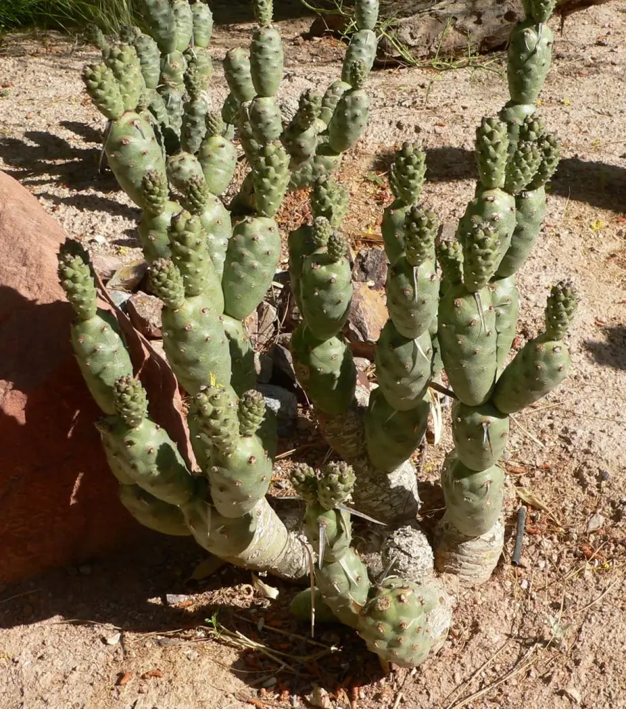 The Tephrocactus card