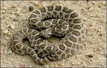 The Eastern massasauga card