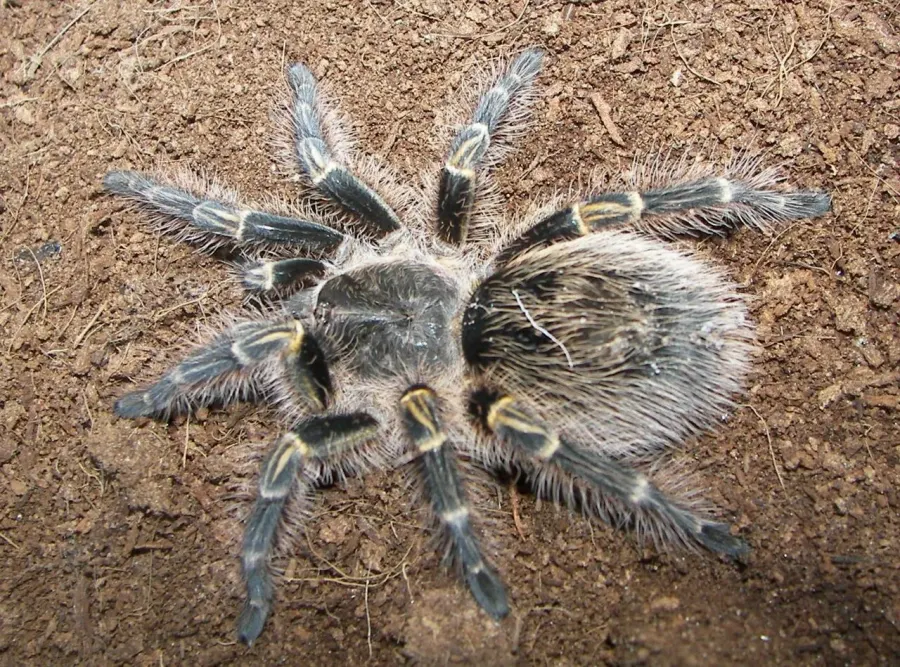 La carte Grammostola pulchripes