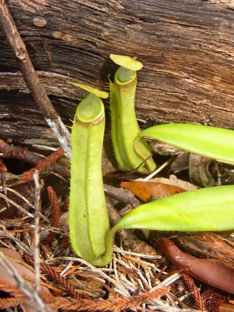 La carte Nepenthes albomarginata